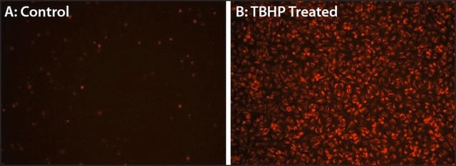 Fluorometric Intracellular Ros Kit sufficient for 200 fluorometric&nbsp;tests (Deep red)