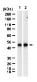 Anti-Cyclin E2 Antibody, clone 1F10 ZooMAb® Rabbit Monoclonal recombinant, expressed in HEK 293 cells