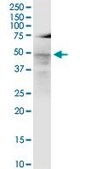 Monoclonal Anti-LASS3 antibody produced in mouse clone 6C12, purified immunoglobulin