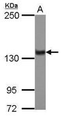Anti-ZNF217 antibody produced in rabbit affinity isolated antibody, buffered aqueous solution
