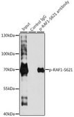 Anti-Phospho-RAF1-S621 antibody produced in rabbit
