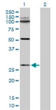 Anti-C11orf17 antibody produced in rabbit purified immunoglobulin, buffered aqueous solution