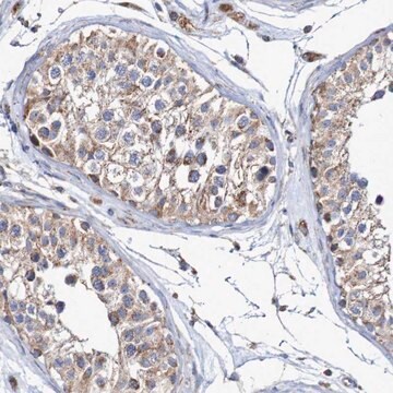 Anti-MMEL1 antibody produced in rabbit Prestige Antibodies&#174; Powered by Atlas Antibodies, affinity isolated antibody, buffered aqueous glycerol solution