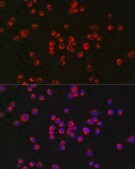 Anti-nNOS Antibody, clone 5K9R2, Rabbit Monoclonal