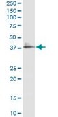 Monoclonal Anti-LAIR1 antibody produced in mouse clone 3B2, purified immunoglobulin, buffered aqueous solution