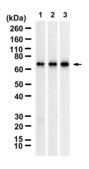 Anti-POU3F2 Antibody, clone 1O12 ZooMAb® Rabbit Monoclonal recombinant, expressed in HEK 293 cells