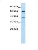 Anti-PRDM14 antibody produced in rabbit IgG fraction of antiserum