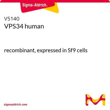 VPS34 human recombinant, expressed in Sf9 cells