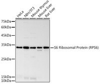 Anti-S6 Ribosomal Protein (RPS6) Antibody, clone 4C7P4, Rabbit Monoclonal