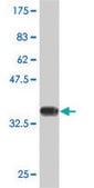 Monoclonal Anti-GNG2 antibody produced in mouse clone 4C8, purified immunoglobulin, buffered aqueous solution
