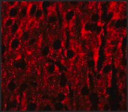Anti-RILPL1 antibody produced in rabbit affinity isolated antibody