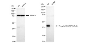 KD-Validated Anti-phospho-PBK/TOPK (Thr9) Antibody, clone 23GB4910, Rabbit Monoclonal clone 23GB4910, recombinant rabbit monoclonal, expressed in HEK293 cells
