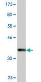 Monoclonal Anti-STX16, (N-terminal) antibody produced in mouse clone 3D12, purified immunoglobulin, buffered aqueous solution