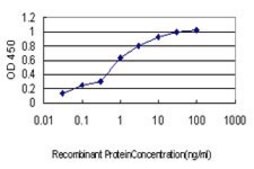 Monoclonal Anti-CASP10 antibody produced in mouse clone 1D8, purified immunoglobulin, buffered aqueous solution