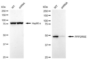 KD-Validated Anti PPP2R5E Antibody, clone 24GB1215, Rabbit Monoclonal clone 24GB1215, recombinant rabbit monoclonal, expressed in HEK293 cells