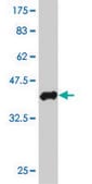Monoclonal Anti-BRCC2 antibody produced in mouse clone 3F4, purified immunoglobulin, buffered aqueous solution