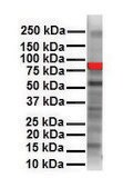 Anti-RIPK3 antibody produced in rabbit affinity isolated antibody, lyophilized powder