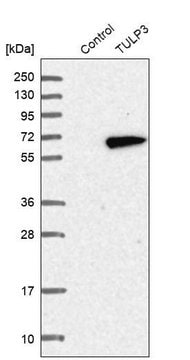 Anti-TULP3 antibody produced in rabbit Prestige Antibodies&#174; Powered by Atlas Antibodies, affinity isolated antibody, buffered aqueous glycerol solution