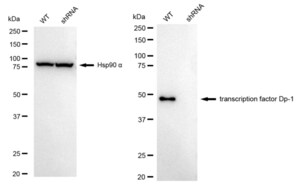 KD-Validated Anti Transcription Factor Dp-1 Antibody, clone 24GB2685, Rabbit Monoclonal clone 24GB2685, recombinant rabbit monoclonal, expressed in HEK293 cells