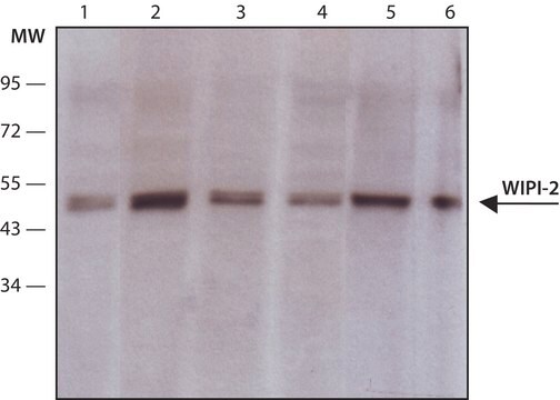 Anti-WIPI-2 (C-terminal) antibody produced in rabbit ~1.0&#160;mg/mL, affinity isolated antibody