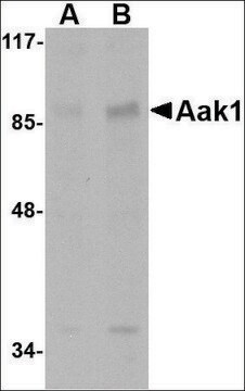 Anti-Aak1 antibody produced in rabbit affinity isolated antibody, buffered aqueous solution