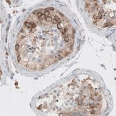 Monoclonal Anti-DICER1 antibody produced in mouse Prestige Antibodies&#174; Powered by Atlas Antibodies, clone CL0378, purified immunoglobulin, buffered aqueous glycerol solution