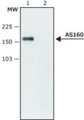 Anti-AS160 antibody produced in rabbit ~1.5 mg/mL, affinity isolated antibody