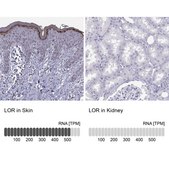 Anti-LOR Prestige Antibodies® Powered by Atlas Antibodies, affinity isolated antibody