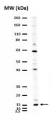 Anti-Calcitonin Gene Related Peptide Antibody serum, Chemicon®