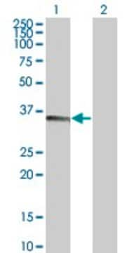 Monoclonal Anti-TNFSF13B antibody produced in mouse clone 1C11, purified immunoglobulin, buffered aqueous solution