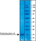 白细胞介素4 人 IL-4, recombinant, expressed in E. coli, lyophilized powder, suitable for cell culture