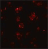 Anti-ABCA7 antibody produced in rabbit affinity isolated antibody, buffered aqueous solution
