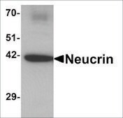 Anti-C1orf187 antibody produced in rabbit affinity isolated antibody