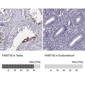 Anti-FAM71B antibody produced in rabbit Prestige Antibodies&#174; Powered by Atlas Antibodies, affinity isolated antibody, buffered aqueous glycerol solution