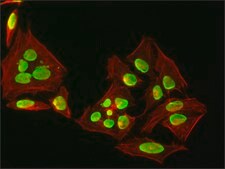 抗-组蛋白H3（N-末端） 兔抗 affinity isolated antibody, buffered aqueous solution