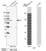 Anti-DCT antibody produced in rabbit Prestige Antibodies&#174; Powered by Atlas Antibodies, affinity isolated antibody, buffered aqueous glycerol solution