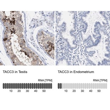 Anti-TACC3 antibody produced in rabbit Prestige Antibodies&#174; Powered by Atlas Antibodies, affinity isolated antibody, buffered aqueous glycerol solution