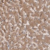 Anti-ACAT2 antibody produced in rabbit Prestige Antibodies&#174; Powered by Atlas Antibodies, affinity isolated antibody, buffered aqueous glycerol solution, Ab1