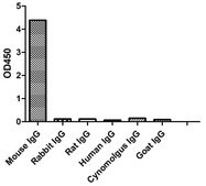 Alpaca Anti-Mouse IgG2b(Fc&#947;) Biotin single domain Antibody recombinant Alpaca(VHH) Nano antibody