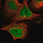 Anti-COL24A1 antibody produced in rabbit Prestige Antibodies&#174; Powered by Atlas Antibodies, affinity isolated antibody, buffered aqueous glycerol solution