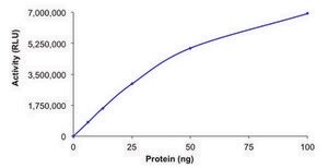 SIRT2, active, His tagged human recombinant, expressed in baculovirus infected Sf9 cells, &#8805;70% (SDS-PAGE), buffered aqueous glycerol solution
