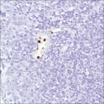 Anti-Neutrophil Elastase antibody, Rabbit monoclonal recombinant, expressed in proprietary host, clone SP203, affinity isolated antibody