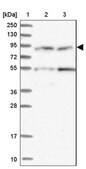 Anti-GLE1 antibody produced in rabbit Prestige Antibodies&#174; Powered by Atlas Antibodies, affinity isolated antibody, buffered aqueous glycerol solution