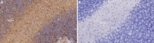 Anti-Aquaporin 4 Antibody Chemicon&#174;, from rabbit