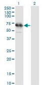 Monoclonal Anti-TSKS antibody produced in mouse clone 2E9, purified immunoglobulin, buffered aqueous solution