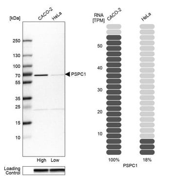 Anti-PSPC1 antibody produced in rabbit Prestige Antibodies&#174; Powered by Atlas Antibodies, affinity isolated antibody, buffered aqueous glycerol solution