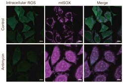 BioTracker™ Far Red Mitochondrial Superoxide Live Cell Probe