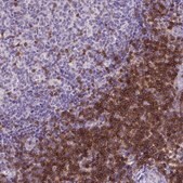 Monoclonal Anti-CD3E antibody produced in mouse Prestige Antibodies® Powered by Atlas Antibodies, clone CL1466, purified immunoglobulin, buffered aqueous glycerol solution