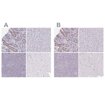 抗-CHMP5 兔抗 Prestige Antibodies&#174; Powered by Atlas Antibodies, affinity isolated antibody, buffered aqueous glycerol solution