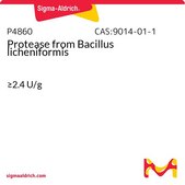 Protease from Bacillus licheniformis ≥2.4 U/g